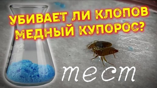 Медный купорос от клопов - эксперимент