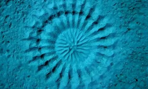 Сооружение для привлечения самки