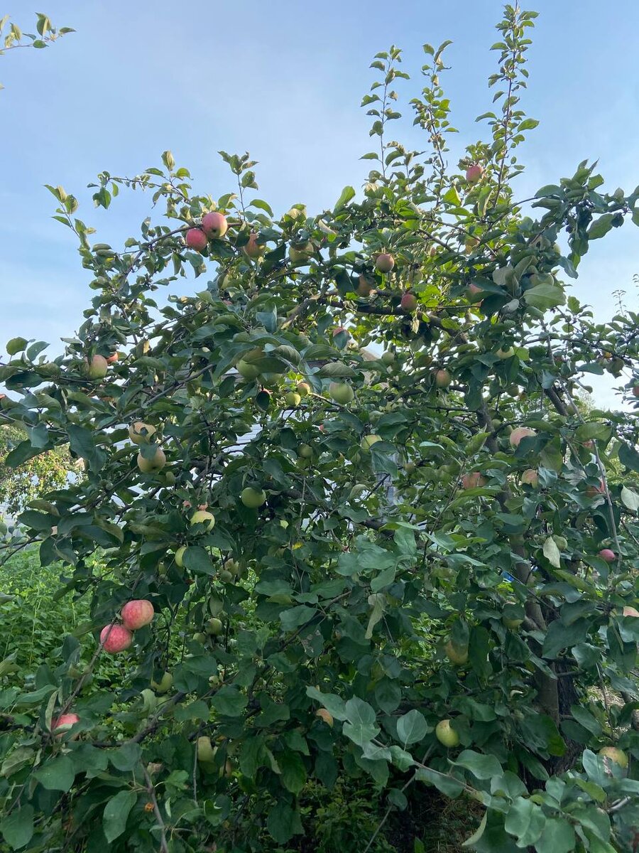 Фото из моего сада