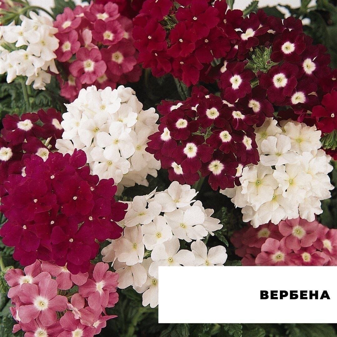 Вербена кварц бургунди