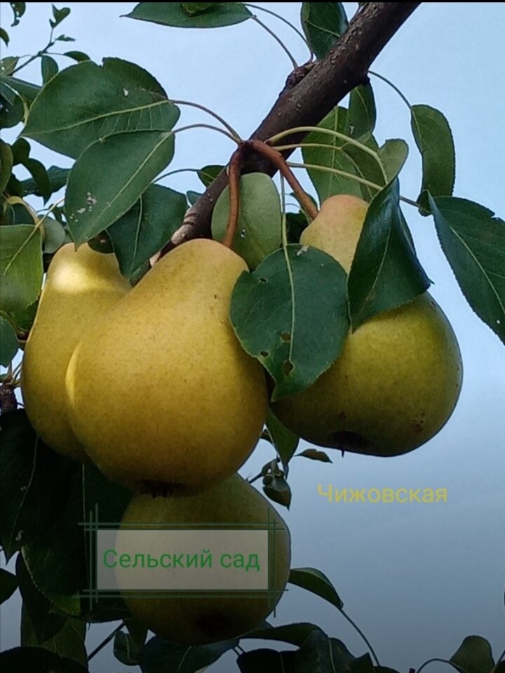 Румянец на плодах бывает только иногда