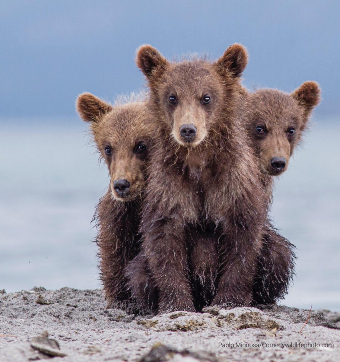 © Paolo Mignosa.
Финалист Comedy Wildlife Photography Awards’2022