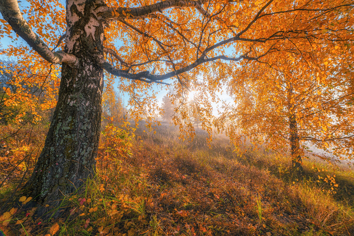 Могучий ствол 