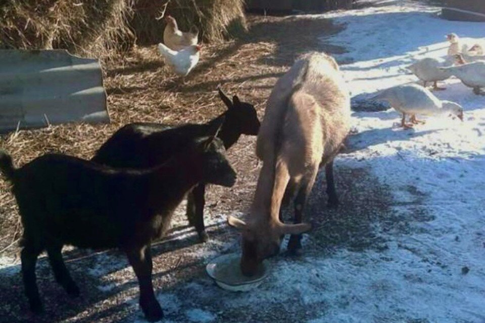     Козочки остались при хозяйке  пресс-службы ГУ МВД по Алтайскому краю