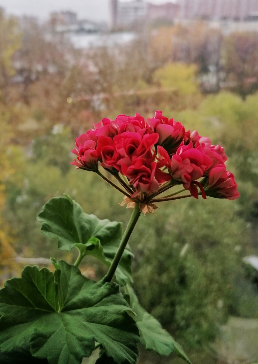 Pelargoniа ray big Wall цветы