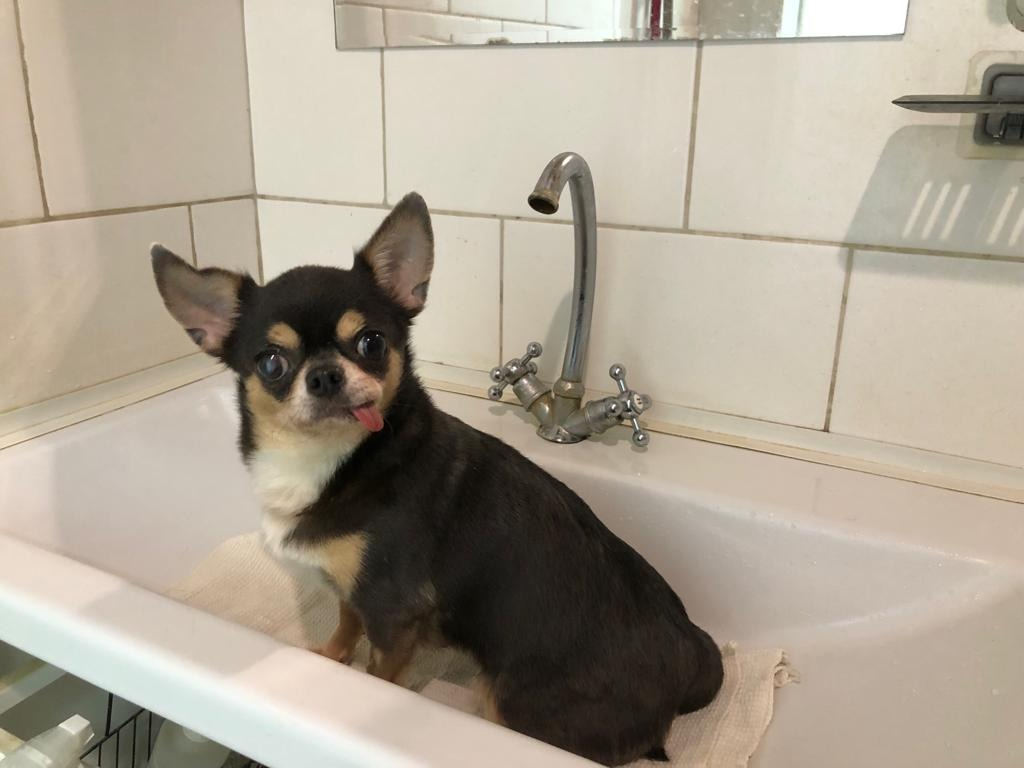 После мытья Ваша собака будет довольная и чистая, ну и естественно вкусно пахнуть!) 