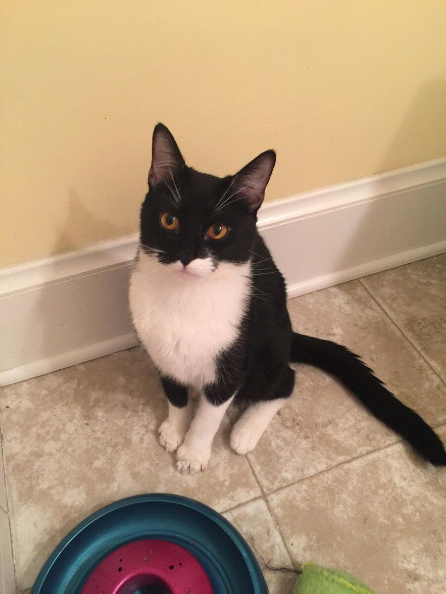 Кот. Источник фото: https://ru.pinterest.com/pin/cat-almost-died-because-someone-didnt-like-his-claws--538039486718894115/