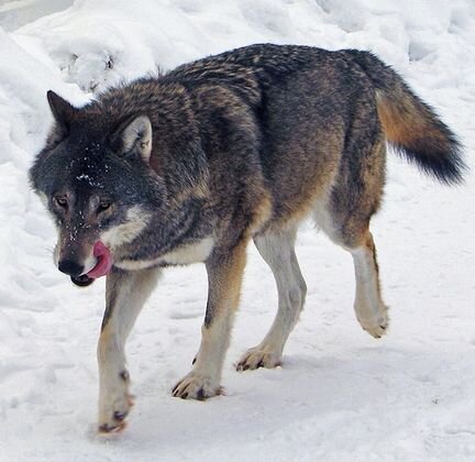    Волк (cc) Daniel Mott