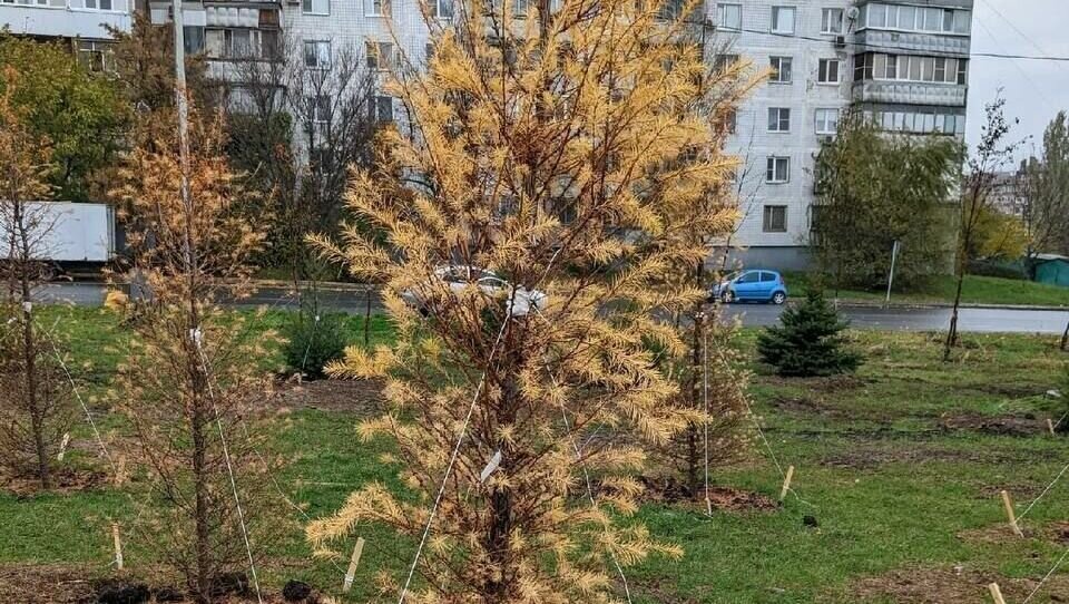     В парке «Дружба» в Ростове саженцы елок, недобросовестно посаженные в землю, могут погибнуть, обращают внимание местные жители.