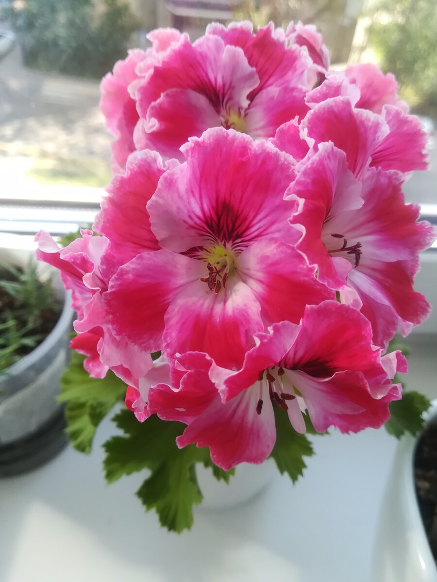 Королевская герань в цвету