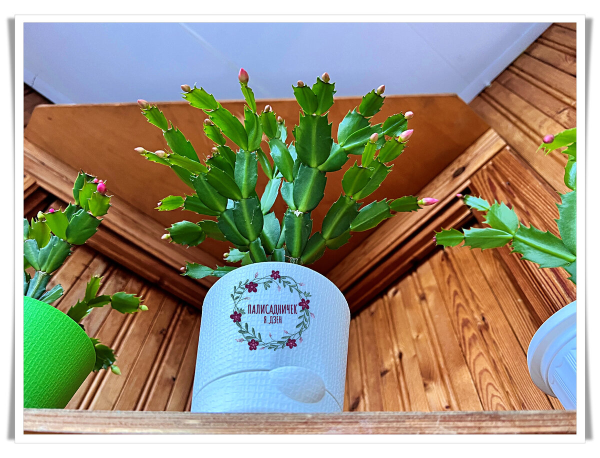 Смотрите, какой классный малыш. В прошлом году в сентябре приехал ко мне неукоренённым черенком. Сортовой. Должен прям вот очень красиво зацвести. Обязательно покажу. 