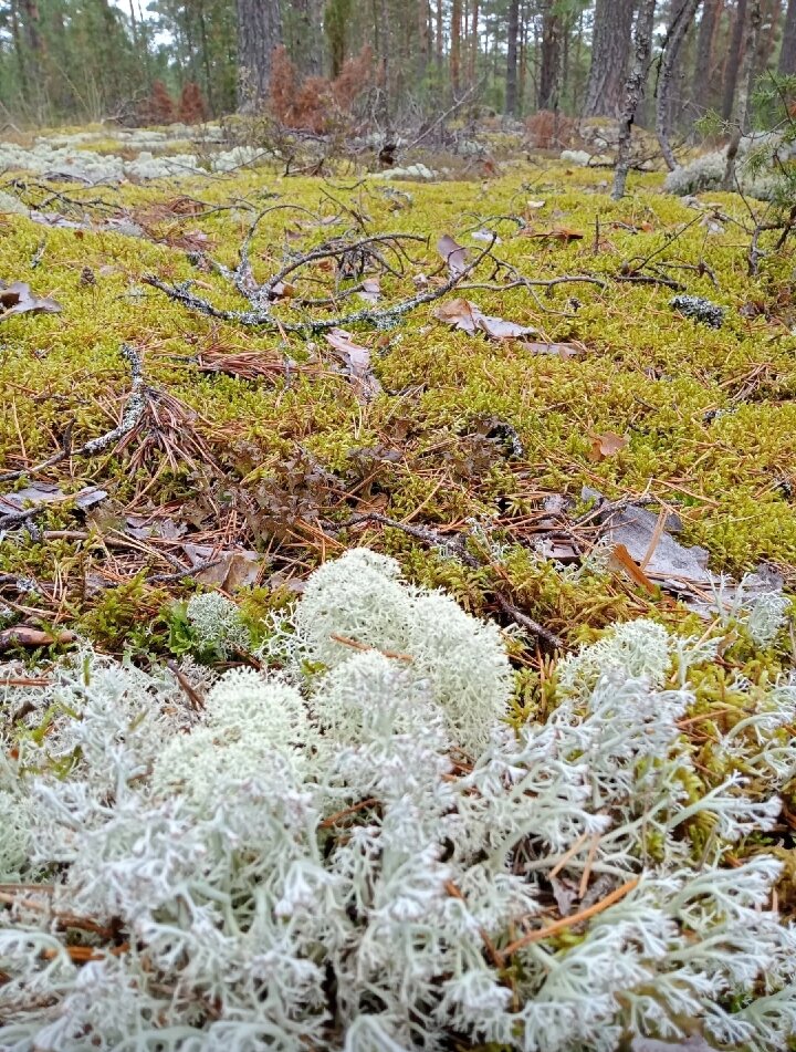 Ягель. У нас он растёт у дома