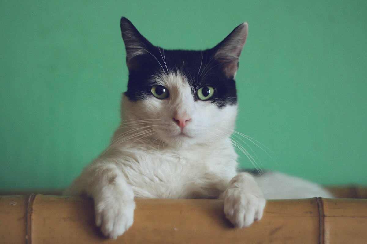     5 вещей, которые заставляют вашу кошку сильно стрессовать