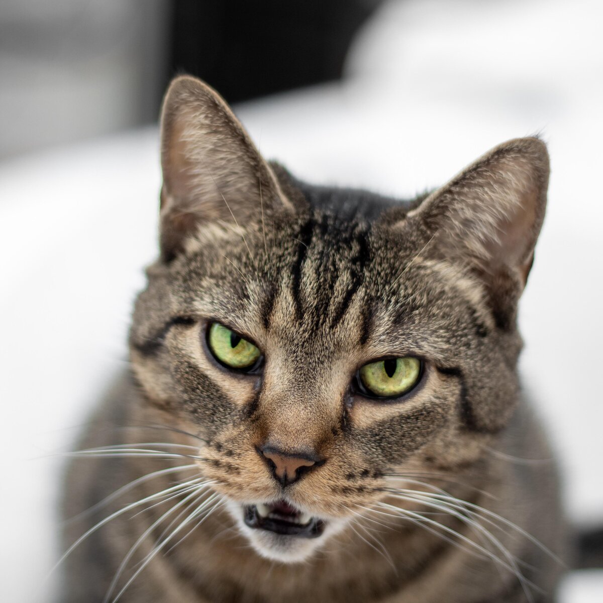 яндекс фото