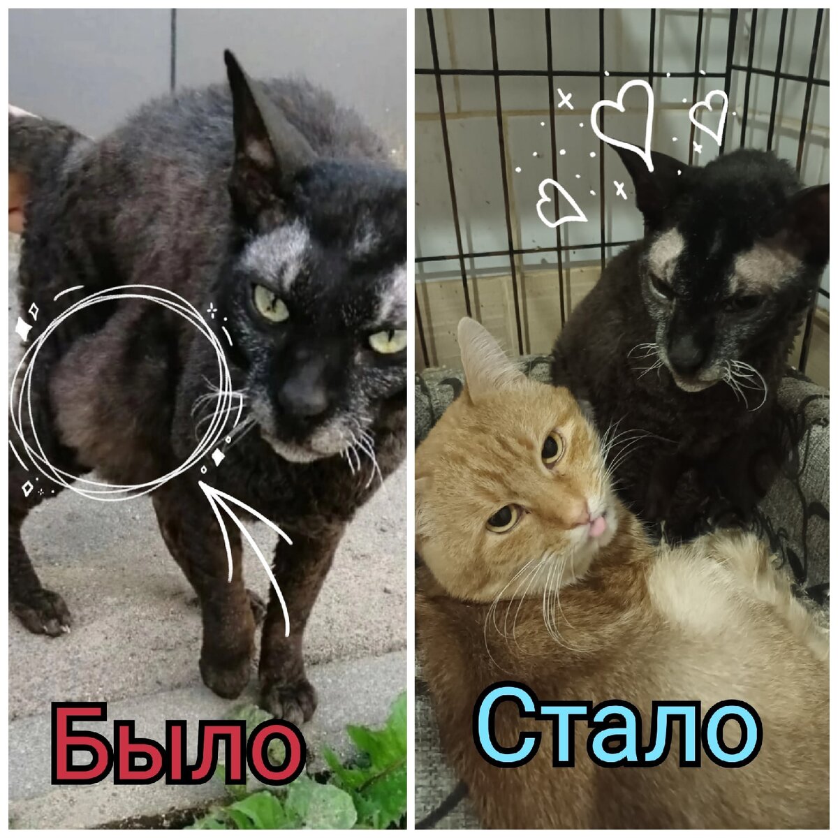 Кошка Багира и новый постадавший. | Записки Чудовинки | Дзен