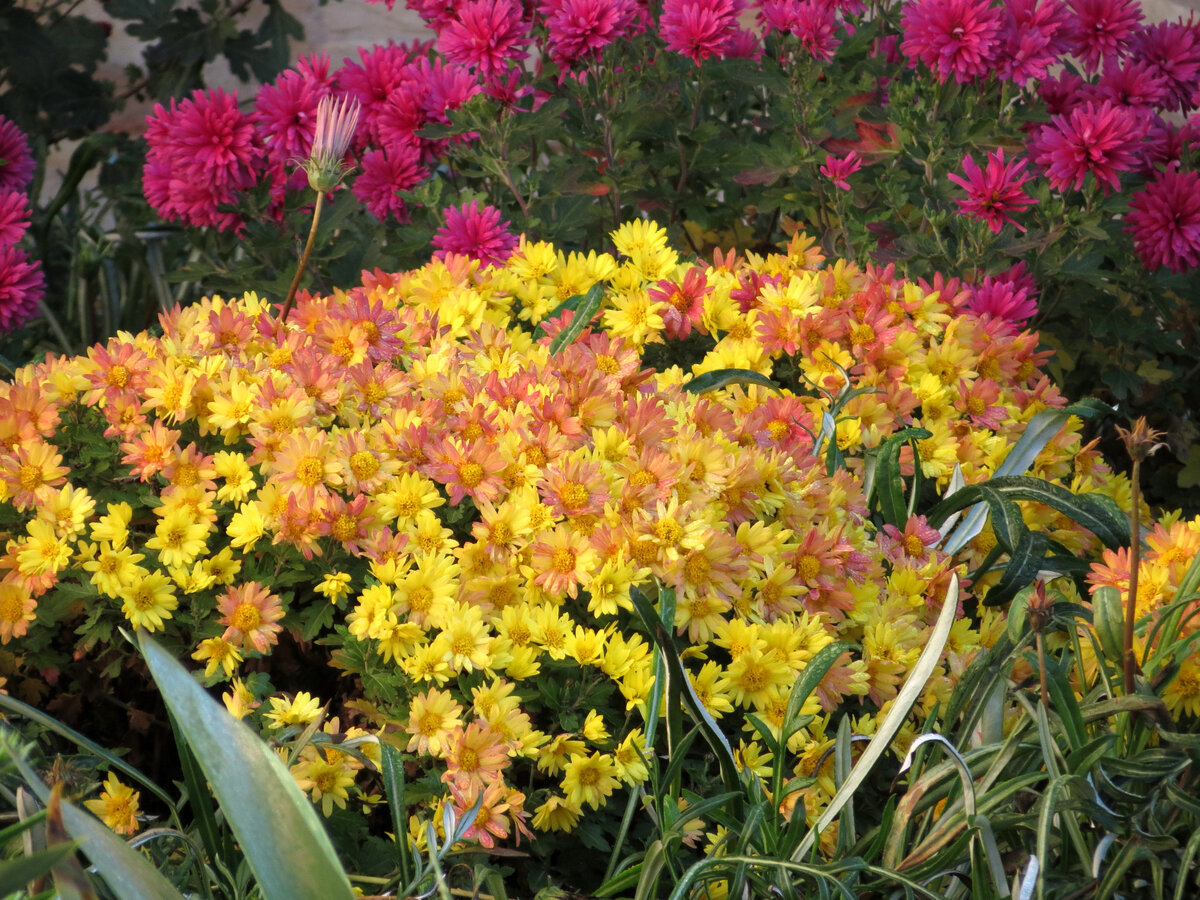 Хризантемы