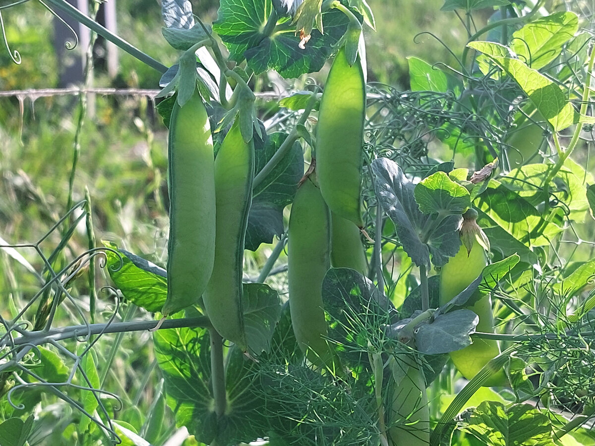 Это фото моё. Горох оказался прекрасным другом даже для цветов на сетке миксборда. Красиво и полезно. 