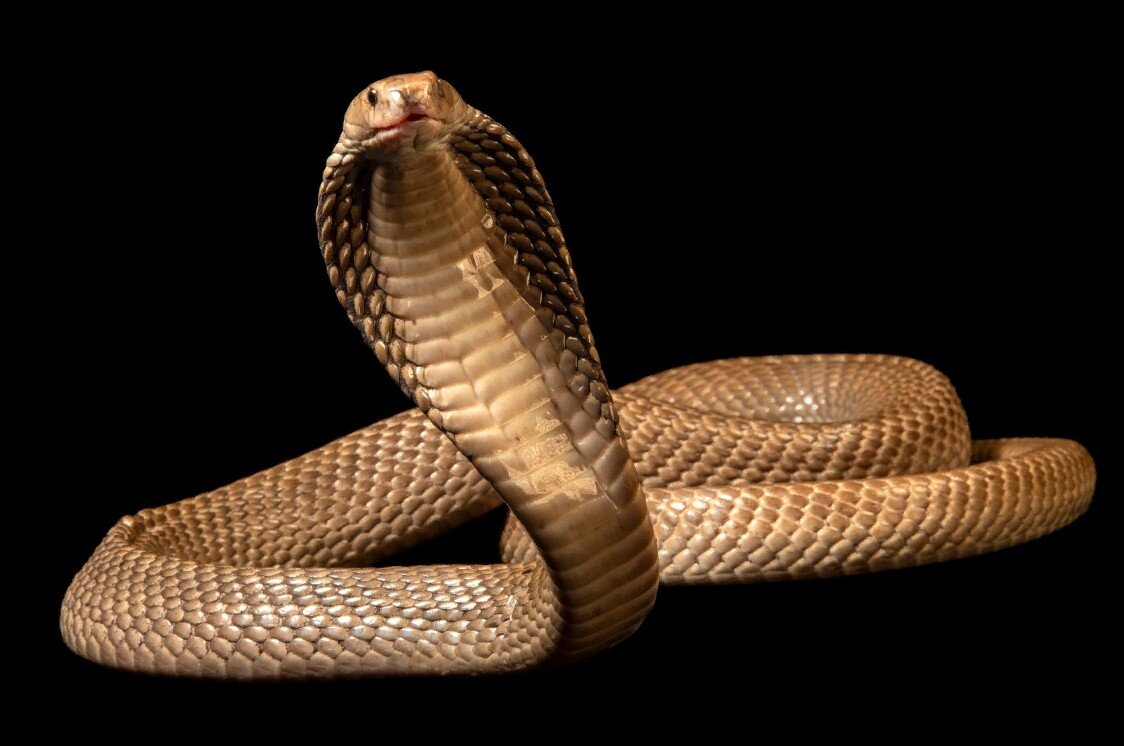 Очковая змея