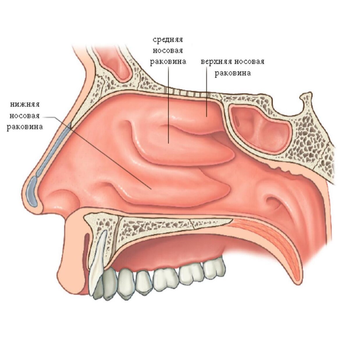 Строение носа картинка. Нижняя носовая раковина анатомия. Верхняя носовая раковина анатомия. Верхняя средняя и нижняя носовые раковины. Раковины носовой полости анатомия.