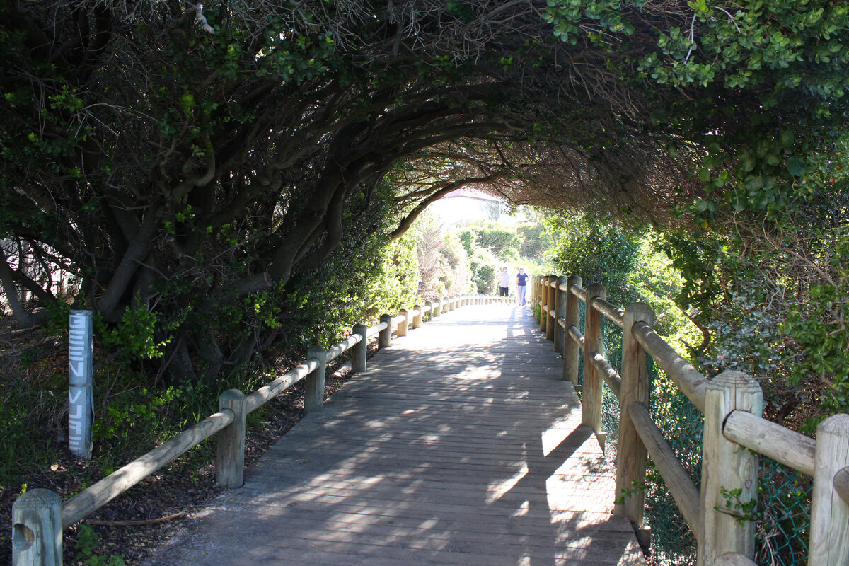 Пингвиний пляж Boulders. Посетители ходят по таким дорожкам. Фото автора. Листайте галерею, чтобы увидеть больше