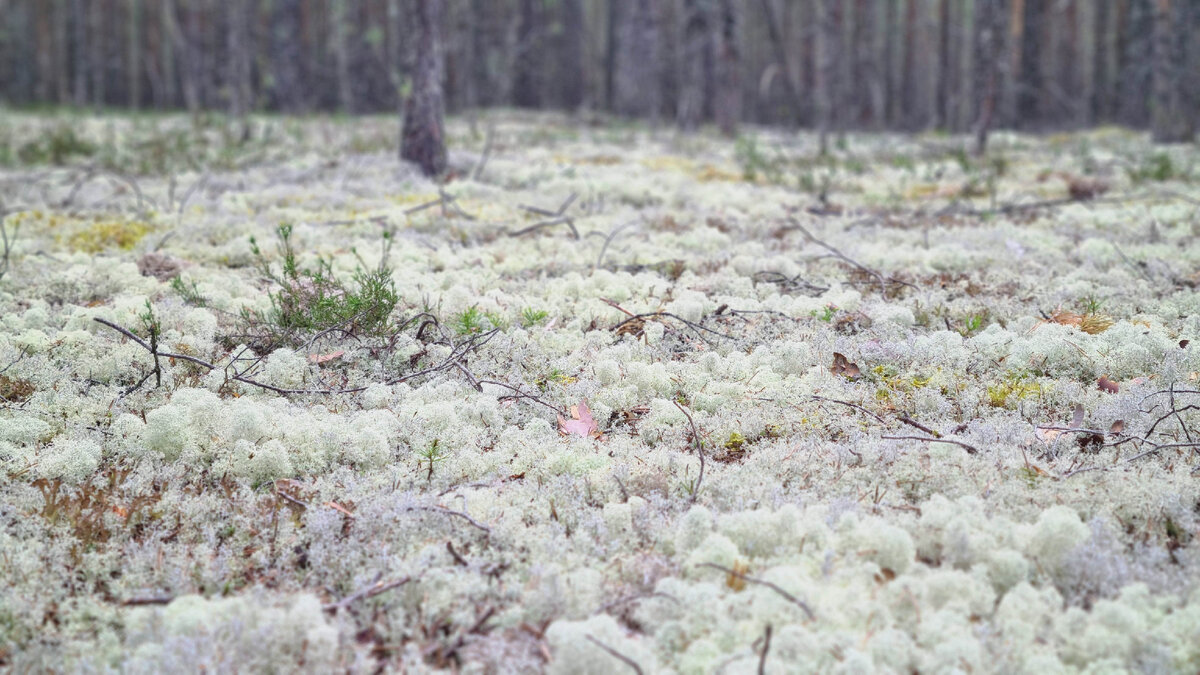 По такому ковру можно ходить только после дождя...Мох тогда мягкий...
