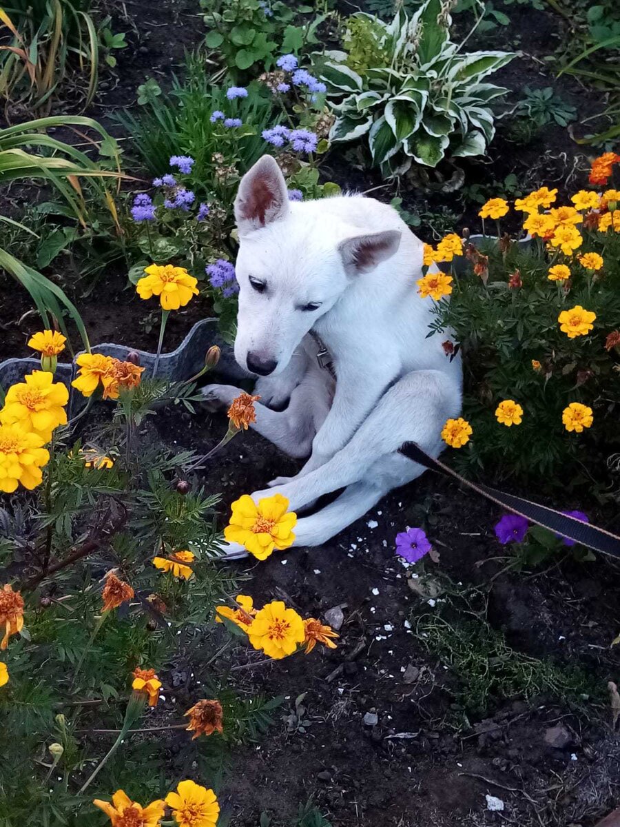 Грустит, надеется и ждет.