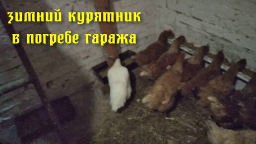 Зимний курятник своими руками: советы, секреты, фото и видео