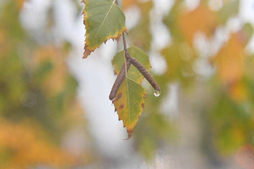     Осадки ожидаются в основном в субботу Иван МАКЕЕВ