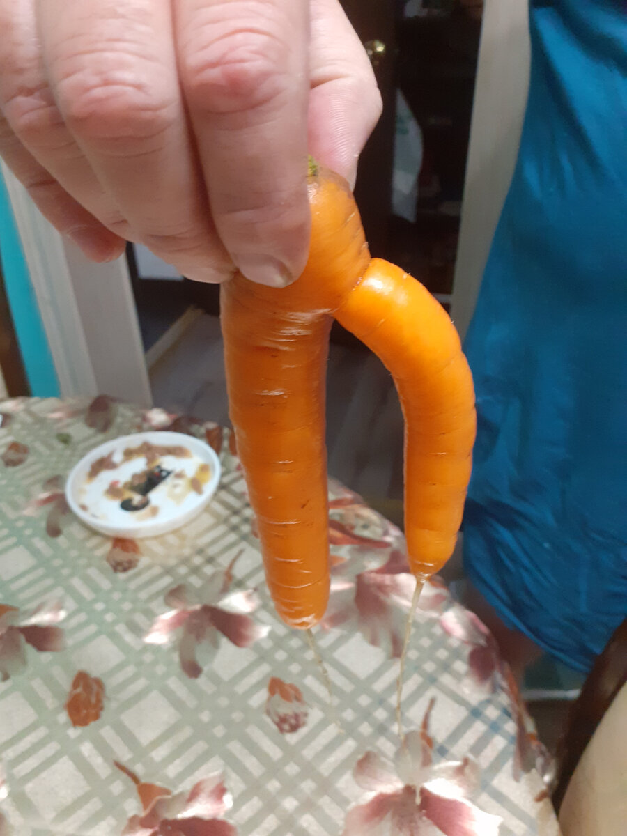 Морковка такой формы конечно смешная, но выращивать нужно ровные экземпляры
