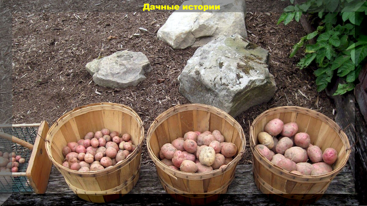 Важная памятка начинающим - тезисно о самом важном: главные нюансы привыращивании картофеля