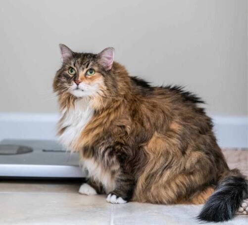 Сколько должна весить кошка | Лапа помощи | Дзен
