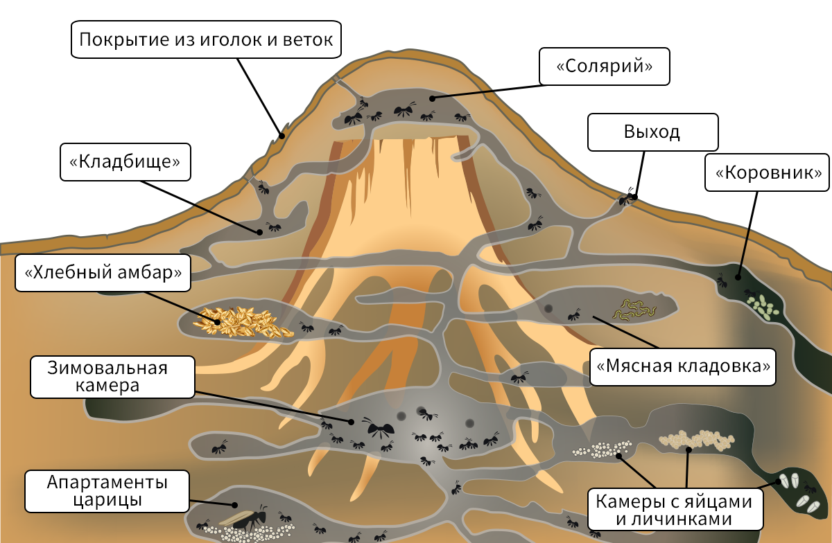 Какие комнаты есть в муравейнике