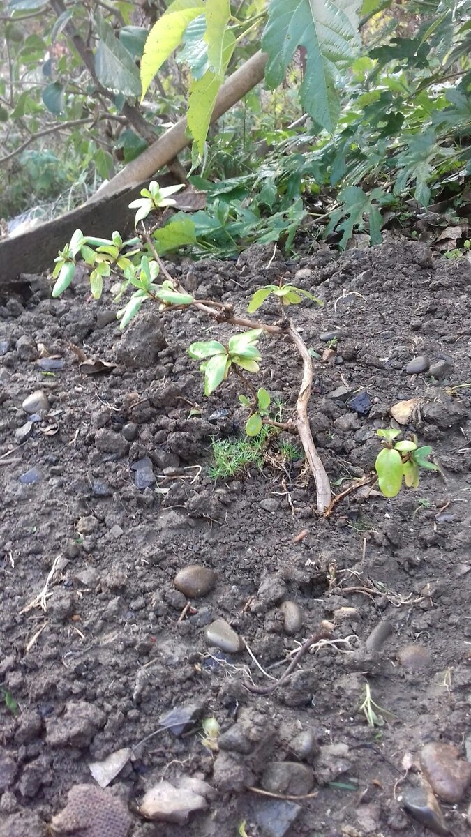 Жимолость японская осень 2018 года