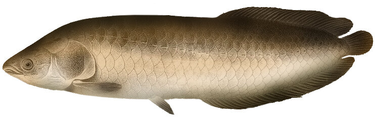 Heterotis niloticus