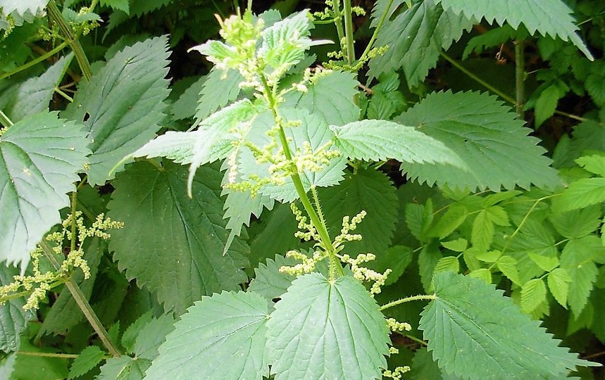 Маша-травница