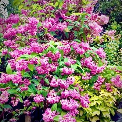 Дейция гибридная Строуберри Филдс