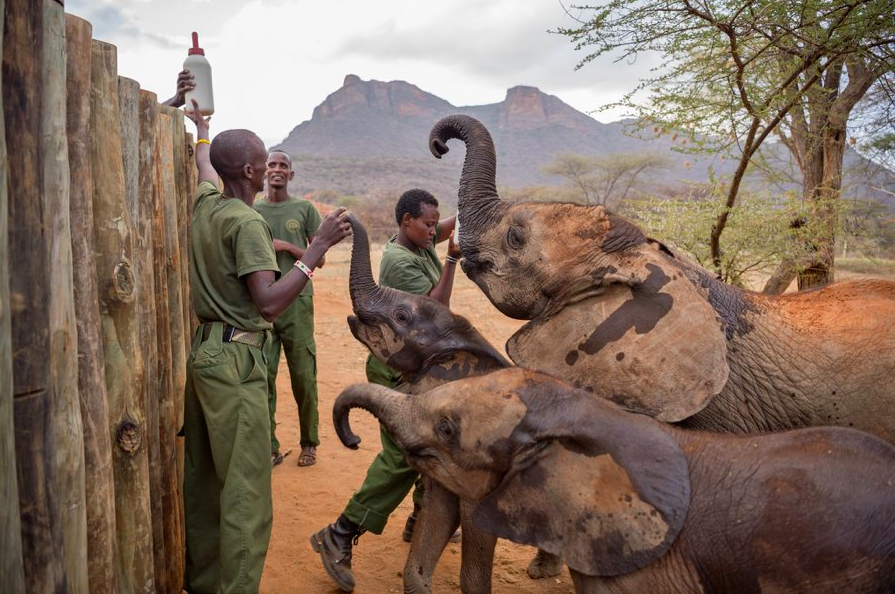 Ветеринар Майк Леарка тянется за бутылкой с молочной смесью: скоро волонтер Наоми Лешонгоро (справа) покормит голодного малыша. Фото: Эми Вайтали