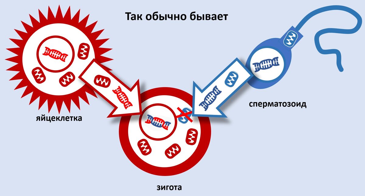 Половые клетки человека, хромосомы, оплодотворение — статья МЦРМ