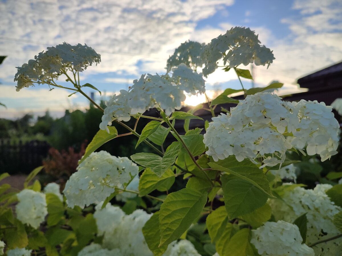 Гортензия древовидная