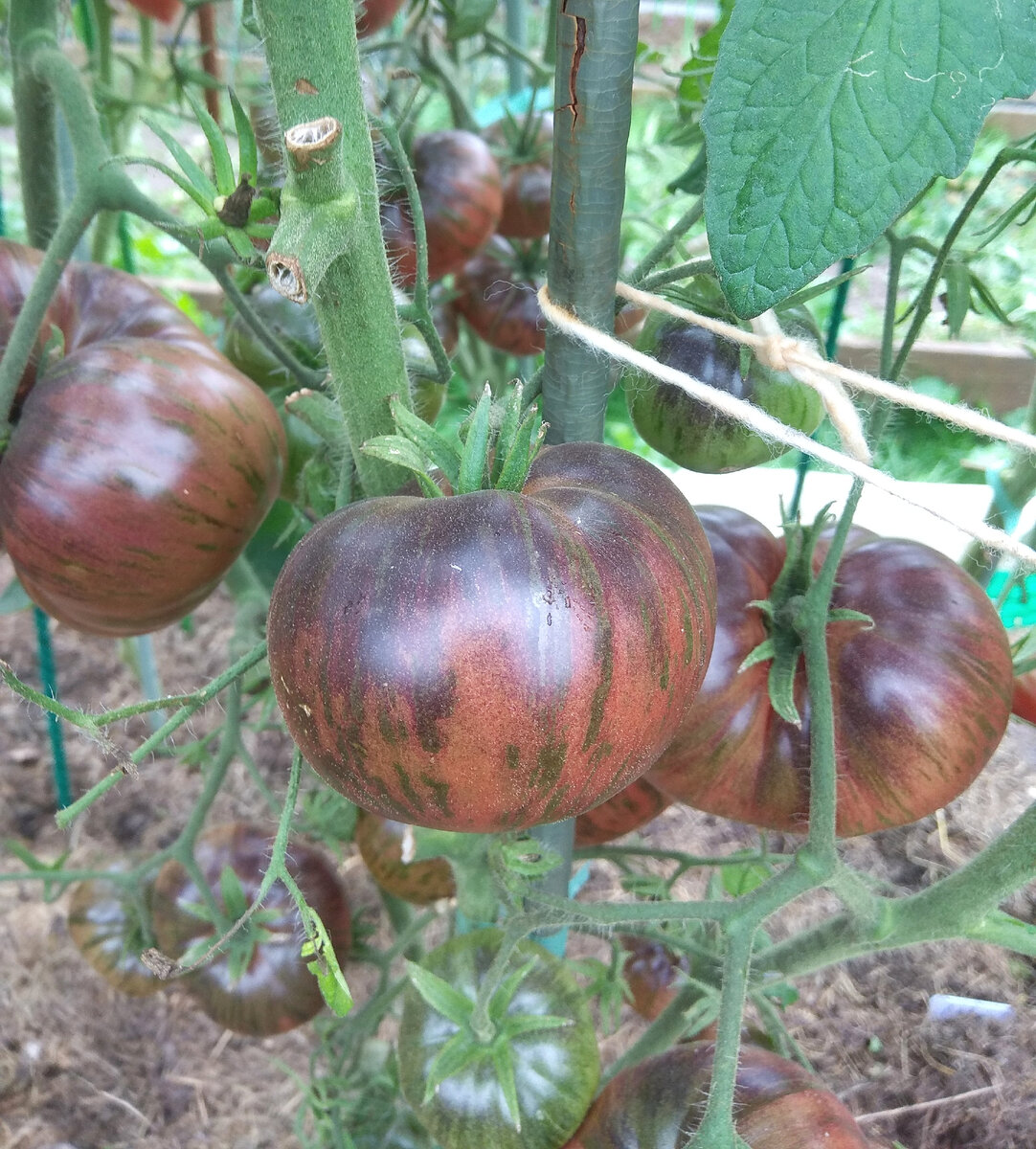 Томат мятежный звездный истребитель. Томат маковая долина и красота долины махонин. Томат русский козак. Семена томатов коллекция. Томат (beauty queen, сша).