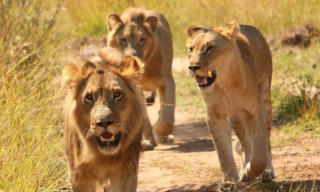 Источник фото: https://mavink.com/post/7FB8A349D8C55FE56074AC1C3A451605F6AM4E4AFB