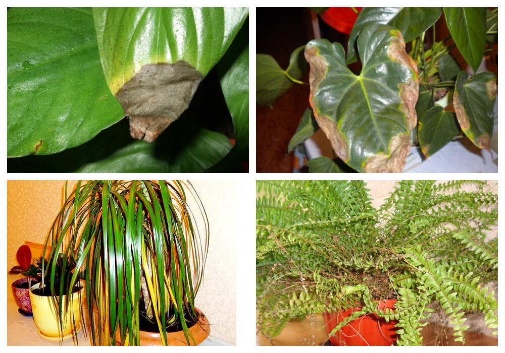 Спатифиллум, антуриум, драцена, папоротник