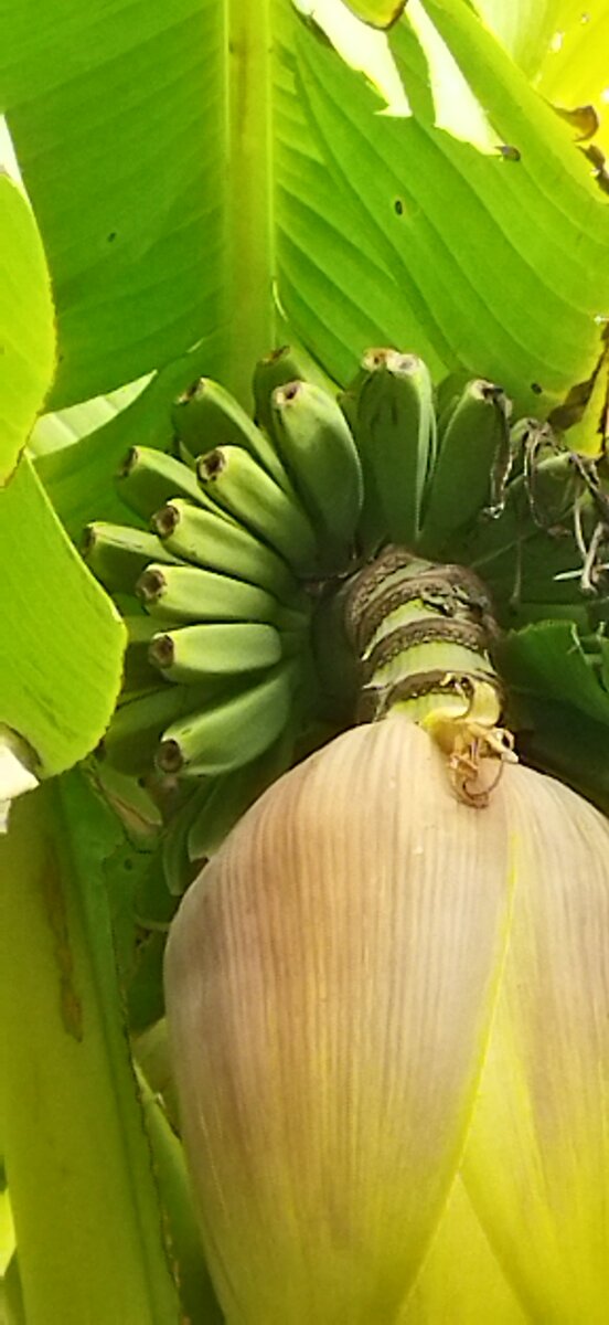 Мне очень нужна была веточка мимозы. Но 1 марта 1967 года приходилось на среду.  И, как назло, я не знал в округе ни одного куста мимозы. Пришлось на первом маршруте автобуса ехать на рынок. Но никто не продавал среди недели на рынке цветы.  Грустный я возвращался к автобусу, как вдруг заметил в глубине одного из дворов, расцветающую мимозу. Только я решил перемахнуть через забор, как во двор вышла девчонка лет восьми.
-Конфету хочешь?
Спросил я её, и достал из кармана огромную конфету "Гулливер".
-Тогда давай меняться - конфету на веточку мимозы.
 Она взяла конфету и, сделав пару шагов к кусту мимозы, вдруг остановилась и  сказала.
 - А мама не разрешает обламывать кустик, можно только нюхать...
Приоткрытая до этого дверь дома открылась, и вышла мама девочки
- Лида, бегом к бабушке, она тебя ждёт!
Девочка, молча протянула мне конфету, но я отмахнулся.
 -Бери уж.
И она, счастливая, умчалась вдаль по улице к бабушке.
А мама девочки - стройная, ещё молодая и довольно красивая женщина, подошла к калитке и улыбнулась мне. И я заметил, как в глазах у нее "запрыгали чёртики".
 -Давай со мной меняться, как ты предлагал Лиде...
-Но у меня больше нет конфеты.
Она распахнула калитку.
- Заходи, разберёмся.
Несмело я зашёл во двор и уловил дурманящий аромат мимозы.
Мы подошли к кусту.
-Так что ты готов предложить в обмен  на веточку мимозы?  Кстати, как тебя зовут?
-Юрий.
-Очень приятно. Красивое имя. А я Таисия!
- Таисия, у меня ничего нет, может я просто куплю веточку?
- Ну, во первых, Тая, а во вторых, купить - мне это не интересно!
- Но у меня действительно на обмен ничего нет...
Глаза Таи приобрели загадочное выражение и укутались влажным туманом...
- Хорошо, покупай!... Три твоих  поцелуя и выбирай любую веточку.
И она сделала несколько шагов назад и оказалась между кустом мимозы  и высоким глухим забором...
-Иди ко мне...
Мимоза кружила мне голову, я как во сне, сделал  шаги к этой непонятной красивой женщине, не прикасаясь руками, ни к узкой талии, ни к крутым бёдрам. Со страхом и любопытством, впервые прижал свои губы к её полуоткрытым, зовущим и таким неведомым губам, которые она мгновение назад так забавно облизала языком.
Её губы задрожали под моими губами, я почувствовал её губную помаду, её трепещущий язык, но мои окаменевшие губы двумя льдинками застыли в ответ на её поцелуй.
-Это что было?
Она отстранилась.
- Это не считается! Ты не умеешь, или не хочешь меня... целовать!? Ты не умеешь!!! Жаль, сейчас нет времени! Не могу опоздать на работу, с 8 утра у меня планёрка. Приходи после обеда, часа в два... Я тебя научу!
Она обняла меня. Её  груди упруго прижались к моей груди, стройная ножка, слегка раздвинув мои ноги, уверено двинулась к паху, и замерла, почти его достигнув. Руки её пролетели несколько раз по спине, подарив неизведанные ощущения. Влажные, упругие губы мягко взяли в плен мои губы, окаменелые льдинки, и языком, и горячим дыханием, растопила их лёд..., и я воспарил над кустом мимозы...
-Юра, Юра включайся, мне пора! - Вытирала помаду с моих губ платочком Тая.
Она уже сломала ветку мимозы и увлекла меня к калитке.
-Я буду тебя ждать... приходи...
И убежала к поджидавшей её на перекрёстке машине. А мне нужно было мчаться к автобусной остановке.
ПРОДОЛЖЕНИЕ СЛЕДУЕТ…