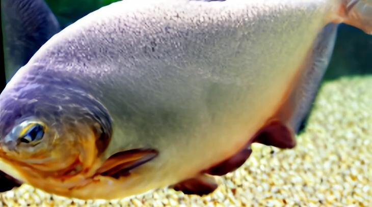    Сорго в кормах для рыб аквакультуры дешевле и помогает бороться с паразитами