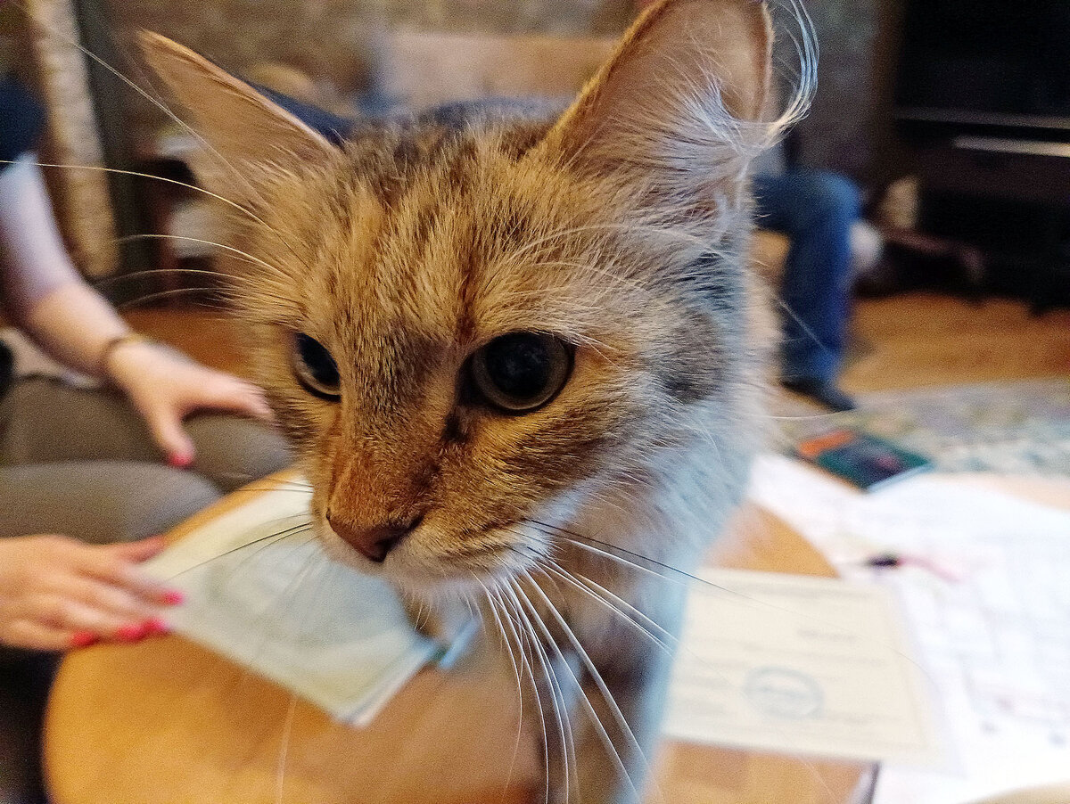   
 Фото: Наталья Вязовкина/«Фонтанка.ру»