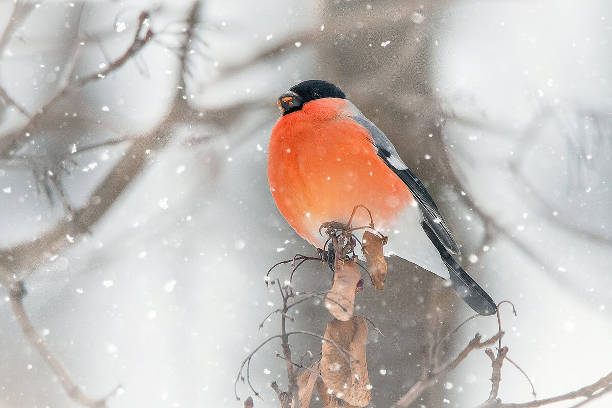 Самец снегиря лакомится семенами клена.