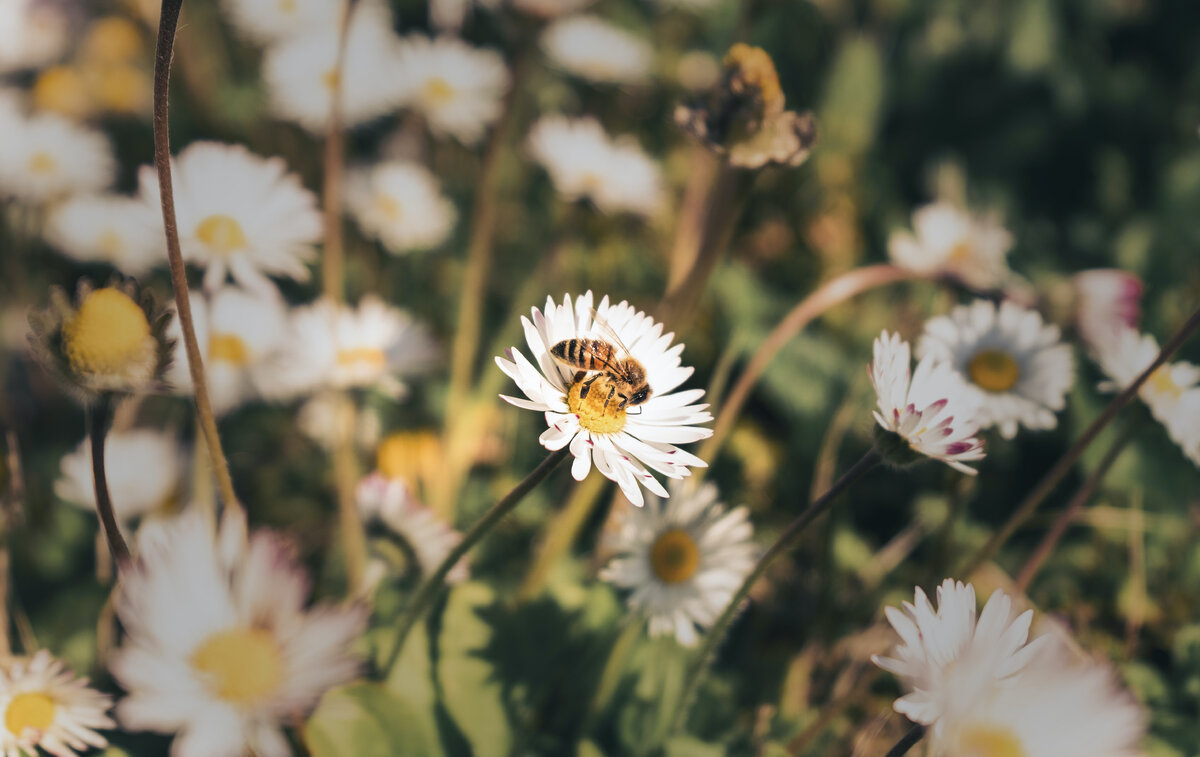 Фото Никола Сальокко на Unsplash