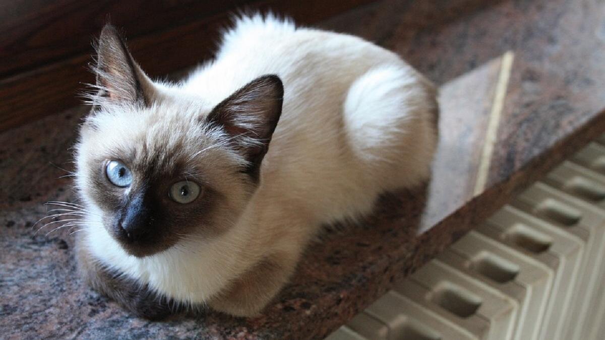    Кошка лежит возле батареи:pixabay.com