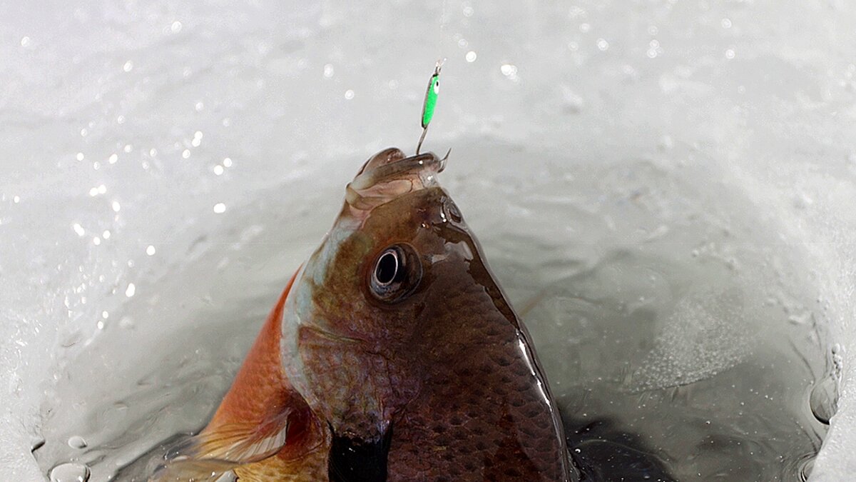 Рыба из лунки. Ловить рыбу подо льдом. Ловить рыбу подо льдом. Жизнь рыб подо льдом. Ловить рыбу подо льдом.