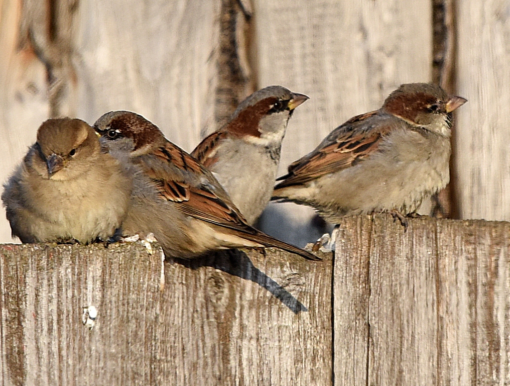 Где живут воробьи. Воробей домовый passer domesticus. Домовый Воробей – passer domesticus l.. Домовой Воробей. Домовые воробьи.